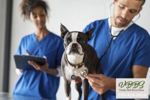 californias-spay-neuter-laws-and-how-they-impact-you